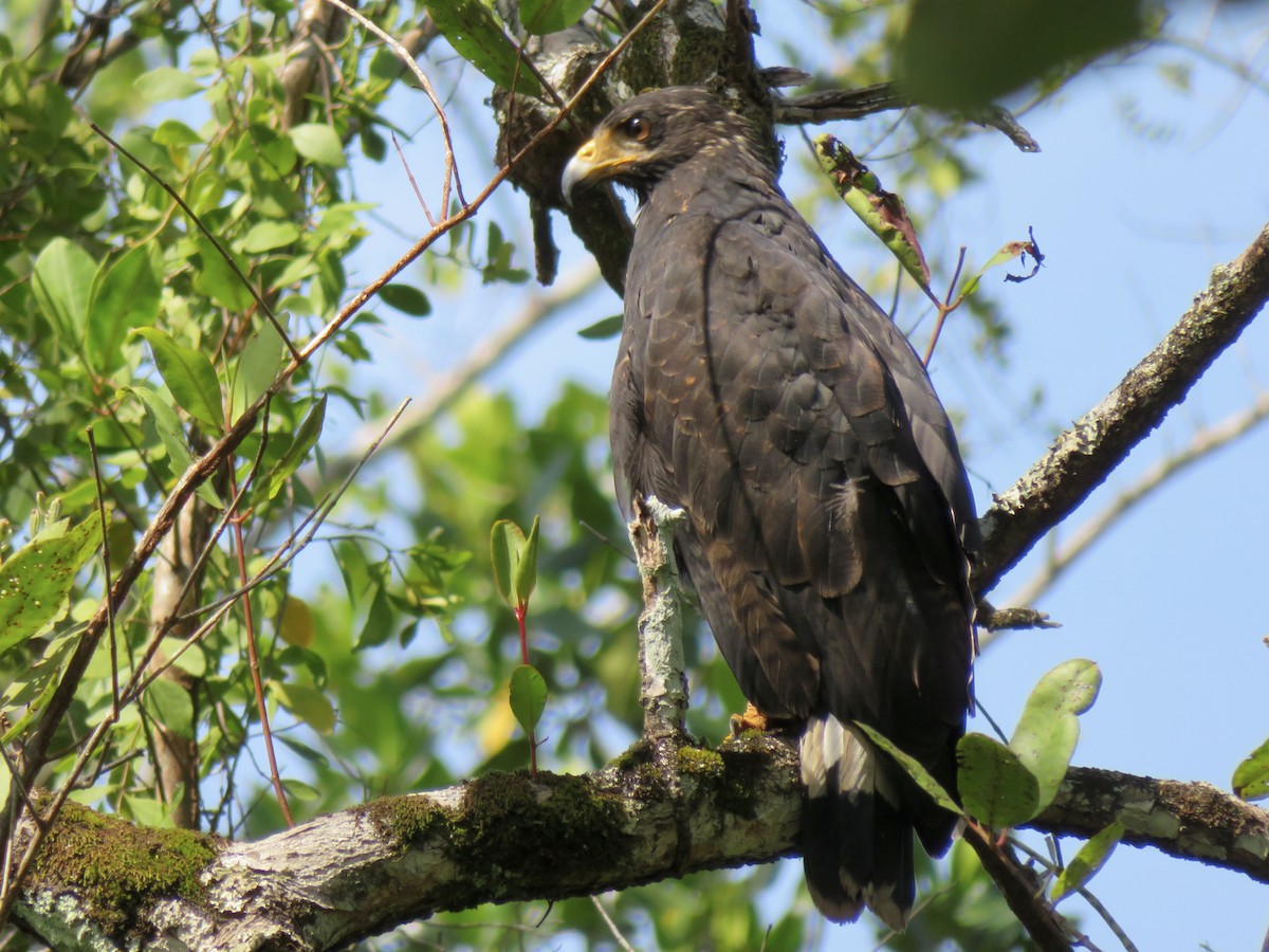 Common Black Hawk - ML647121241