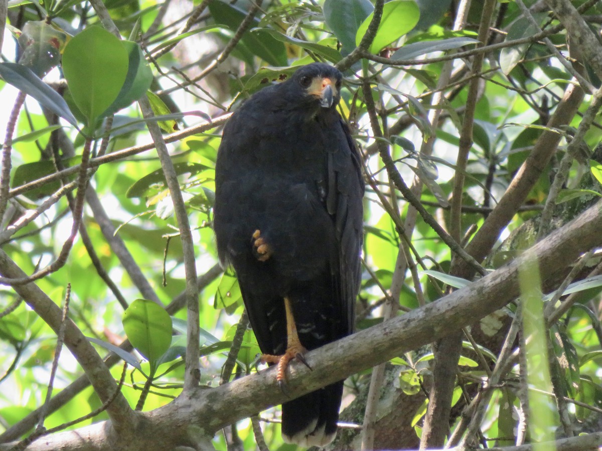 Common Black Hawk - ML647121242