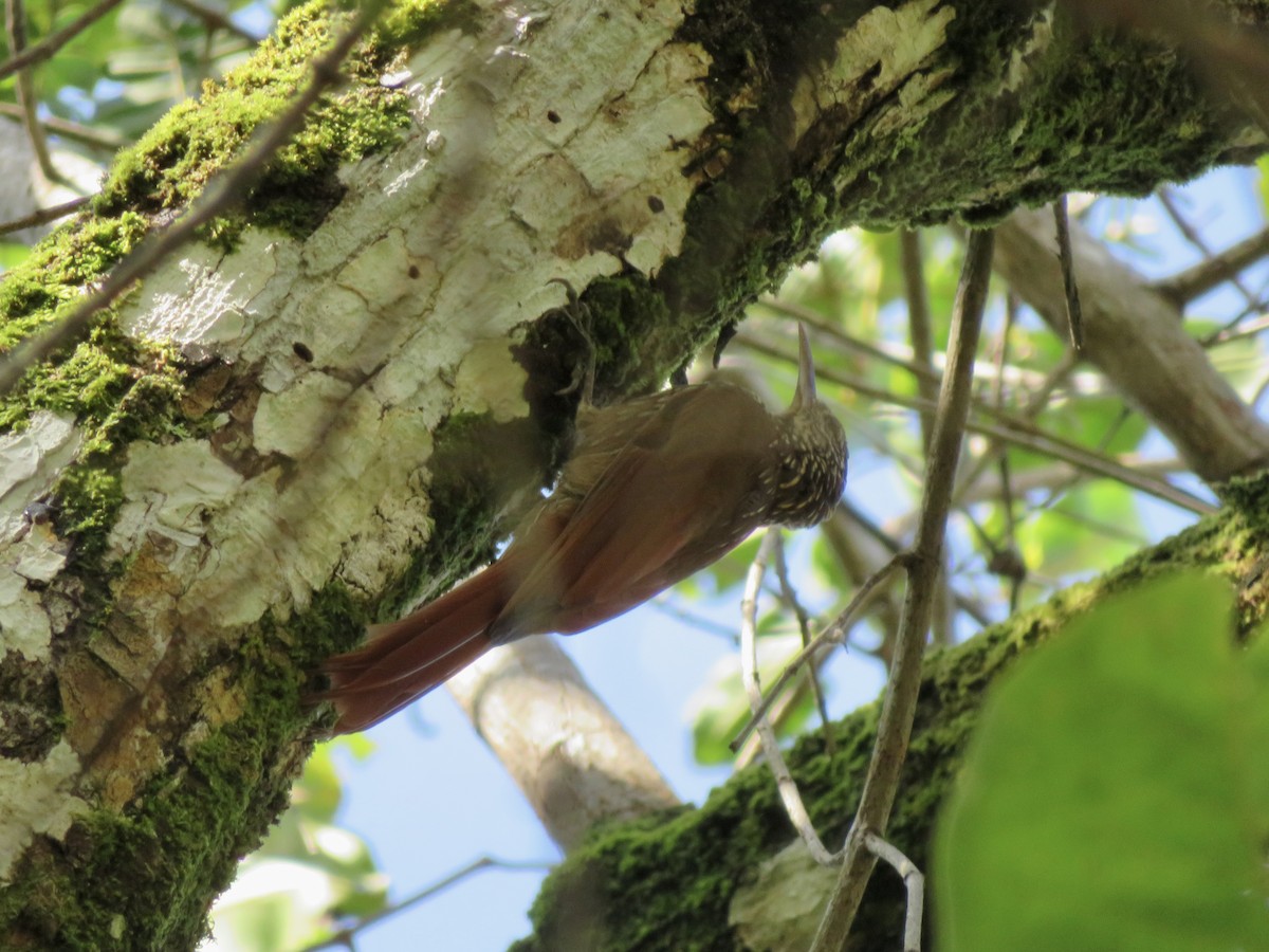 Streak-headed Woodcreeper - ML647121249