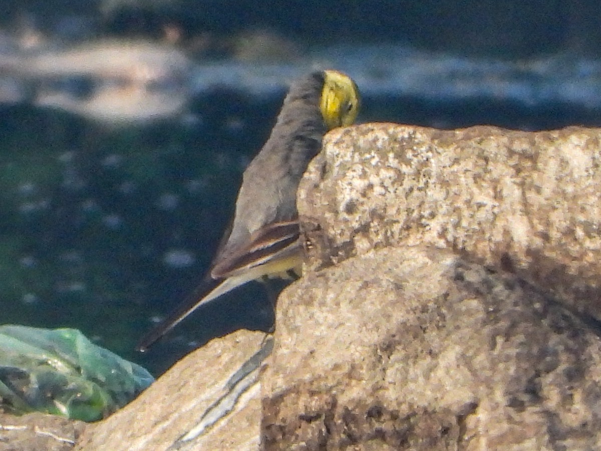 נחליאלי לימוני - ML647121251