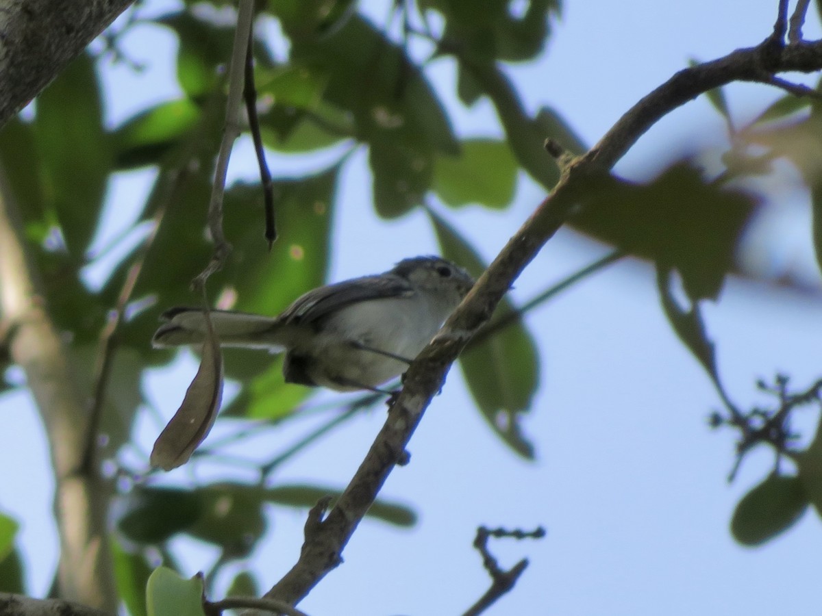 Weißbrauen-Mückenfänger - ML647121256