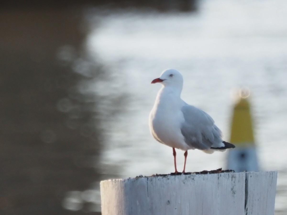 Silver Gull - ML647121262