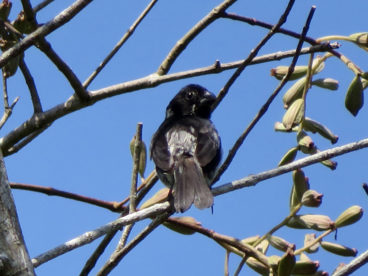 Чёрный просяночник - ML647121264