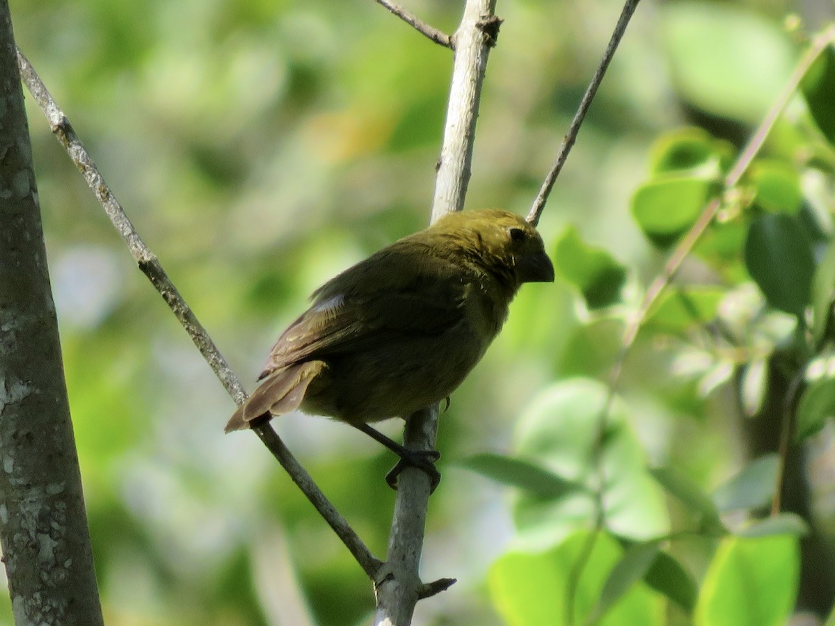 Чёрный просяночник - ML647121265