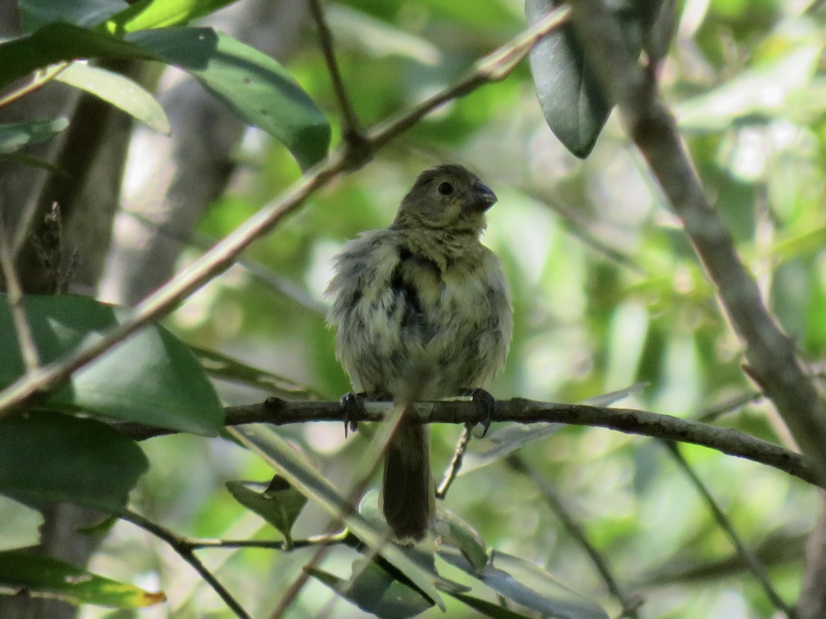 Чёрный просяночник - ML647121266