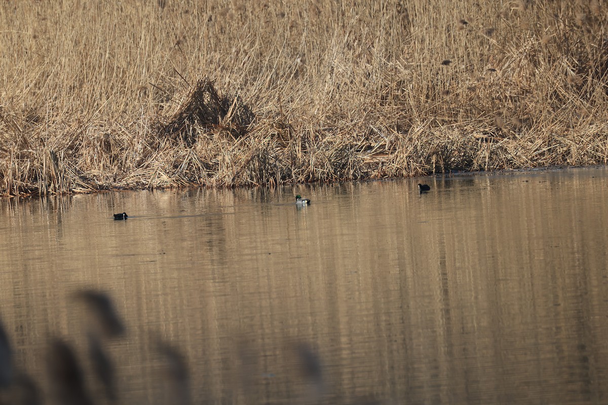 ヨシガモ - ML647121279