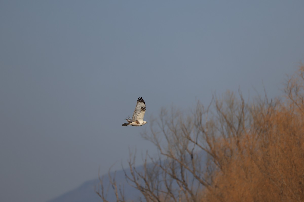 káně stepní - ML647121289