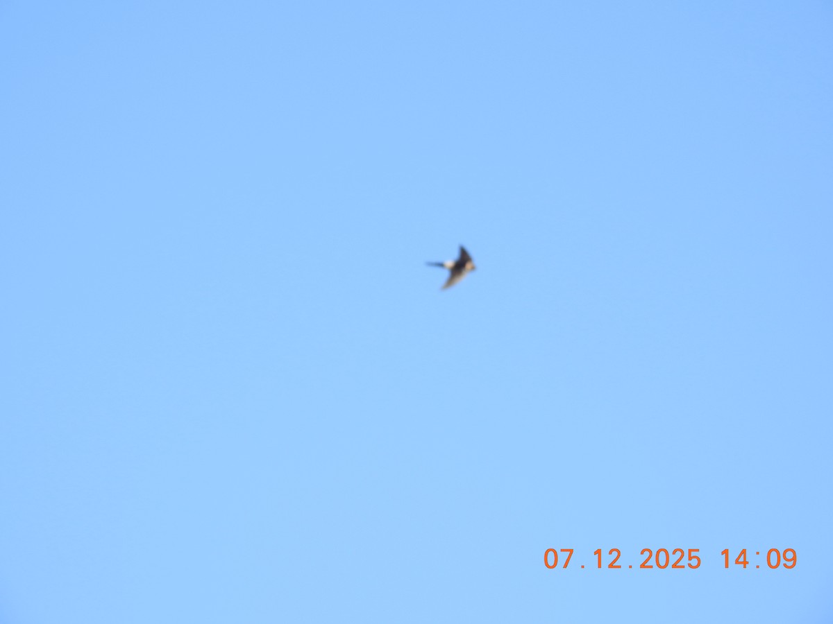 Kızıl Kırlangıç - ML647121290