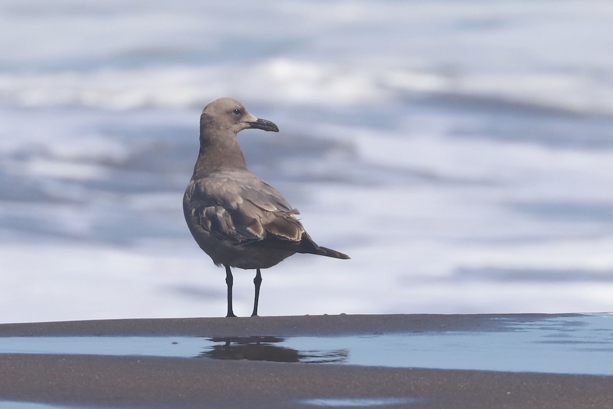 Gray Gull - ML647121308