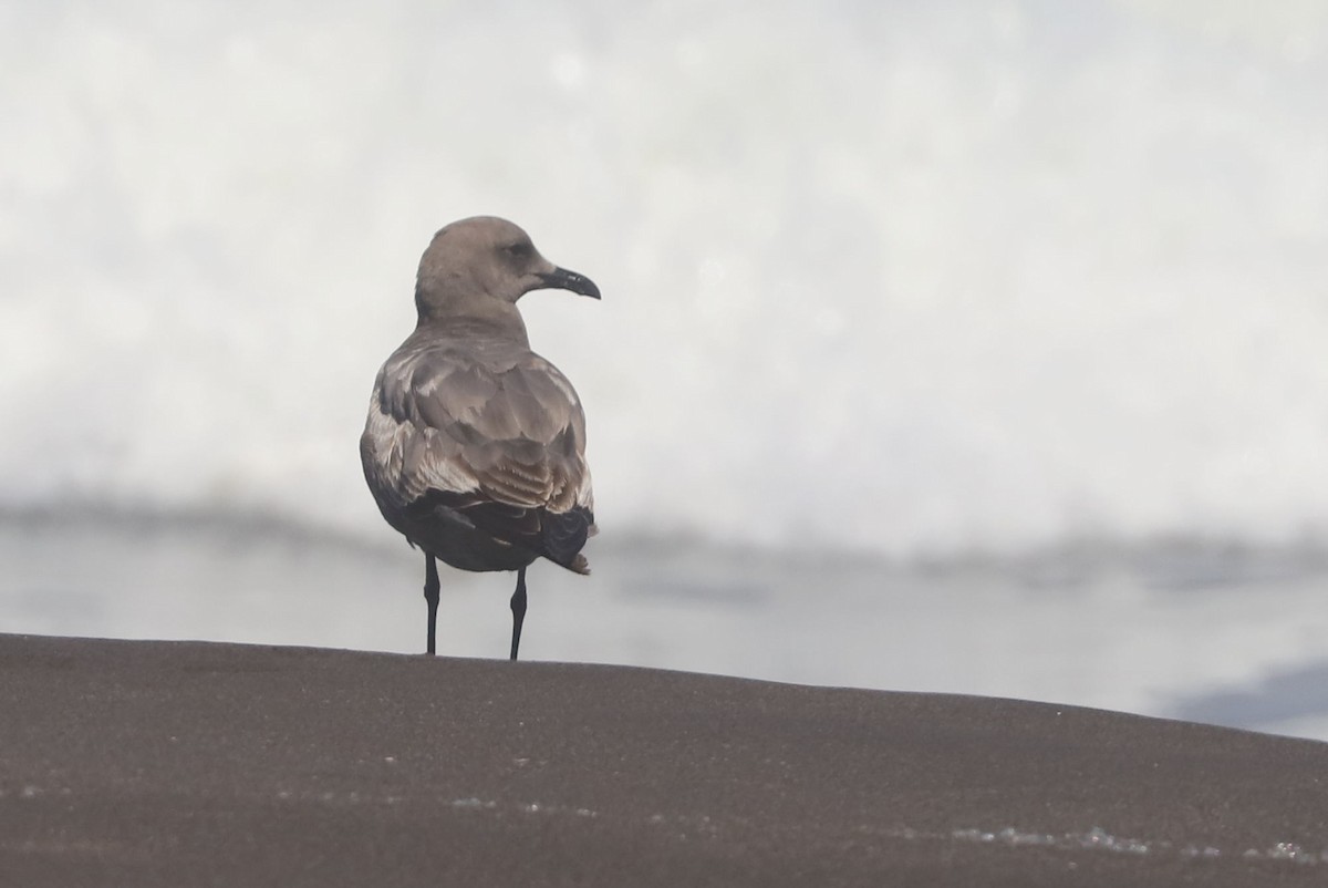 Gray Gull - ML647121309