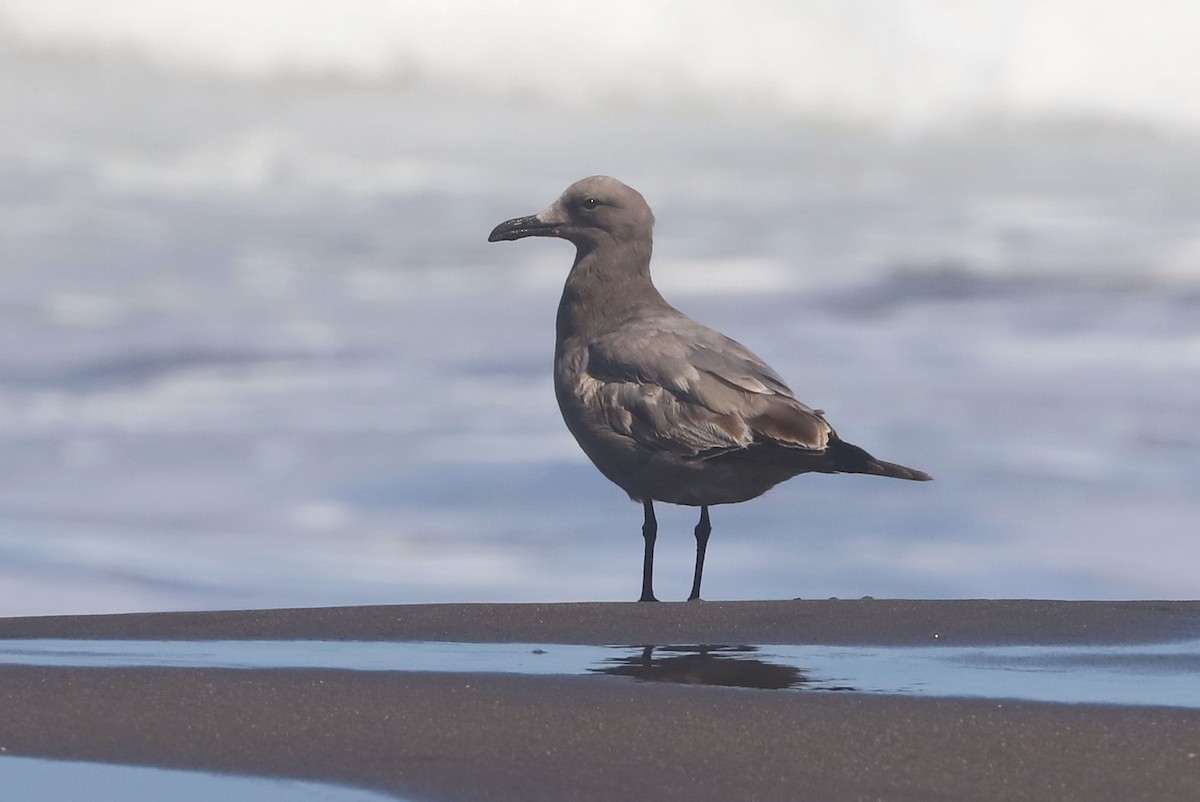 Gray Gull - ML647121310
