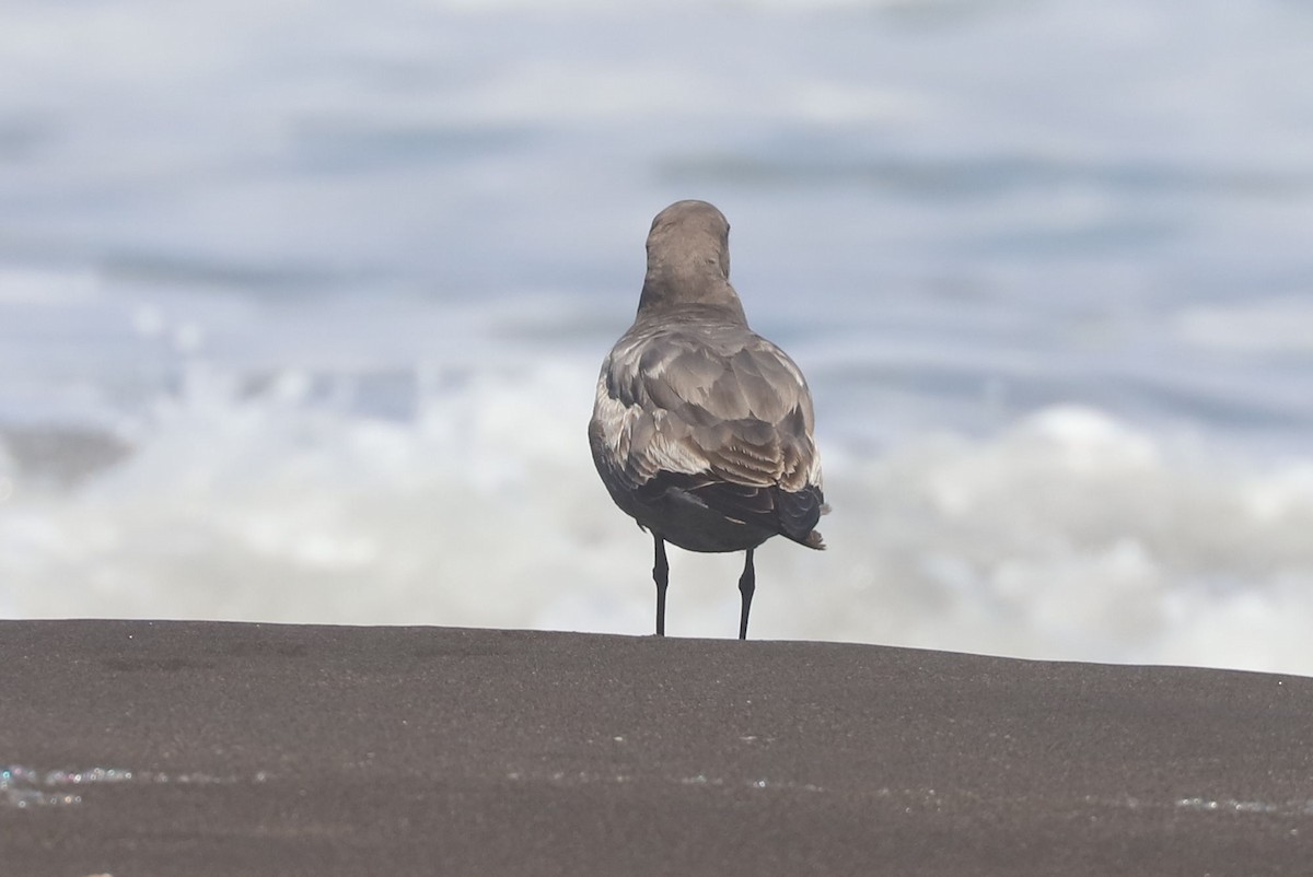 Gray Gull - ML647121311