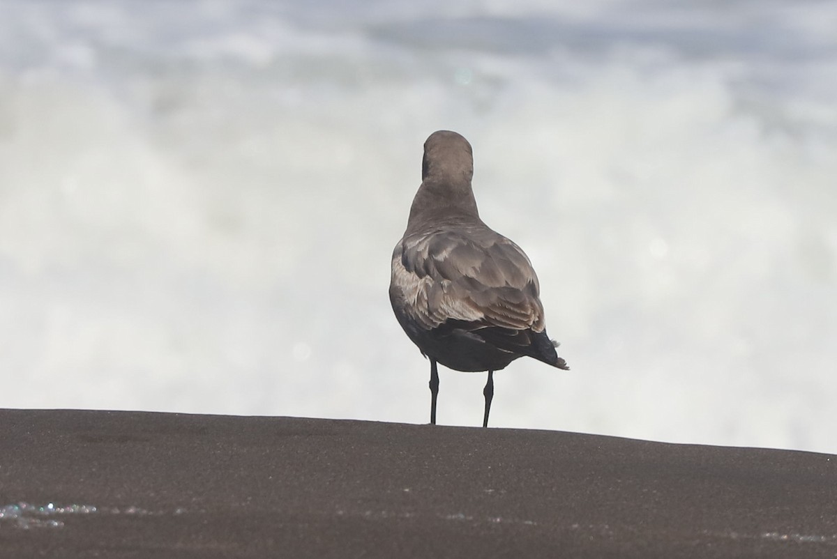 Gray Gull - ML647121312