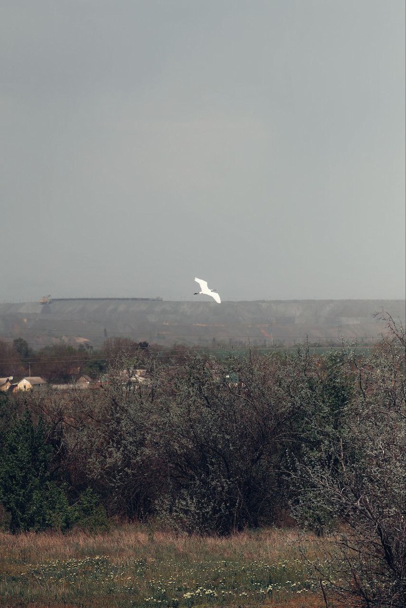 Koartza zuria - ML647121322