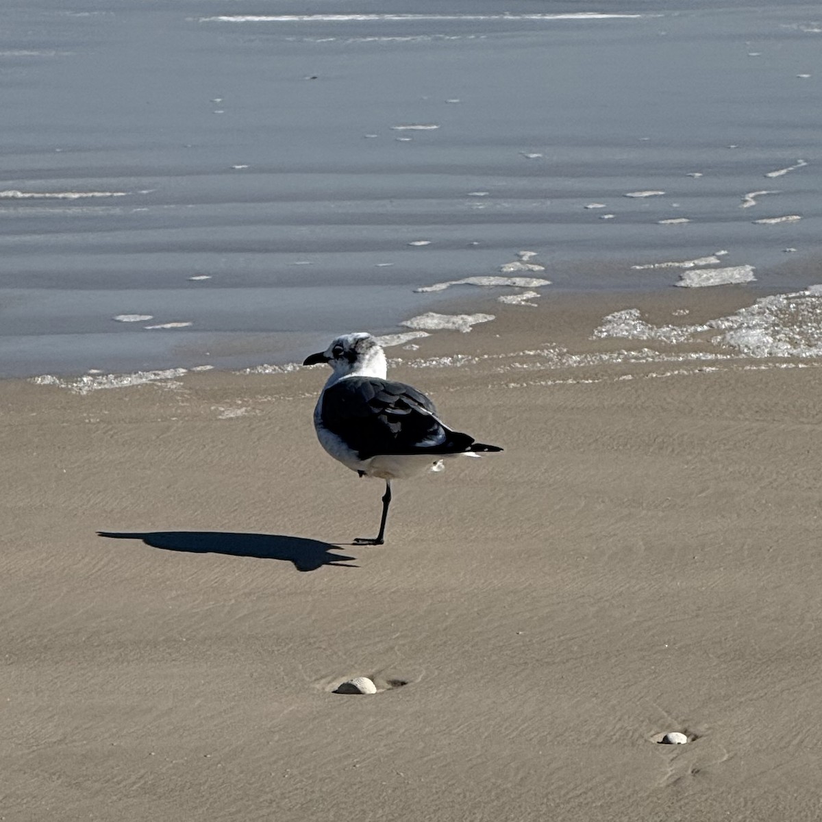 ワライカモメ - ML647121335