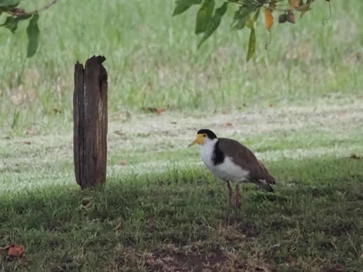 Masked Lapwing - ML647121338