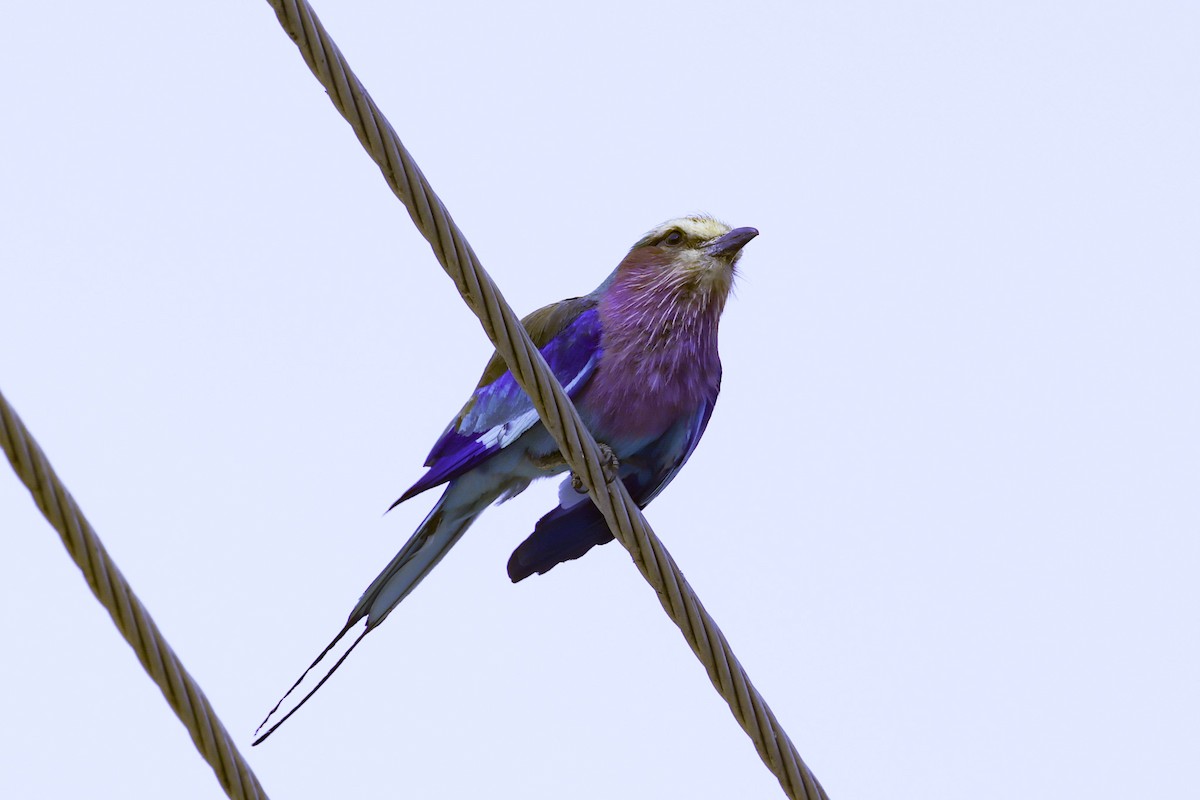 Lilac-breasted Roller - ML647121361