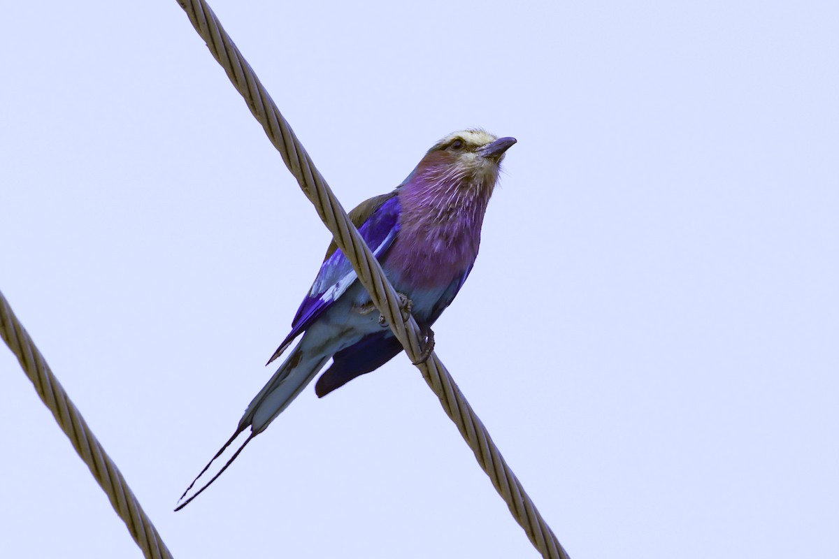 Lilac-breasted Roller - ML647121362