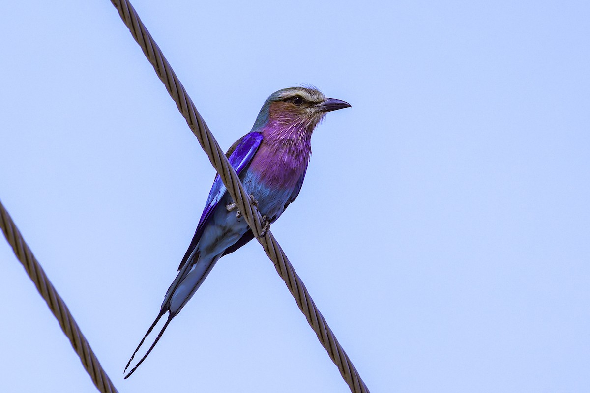 Lilac-breasted Roller - ML647121363