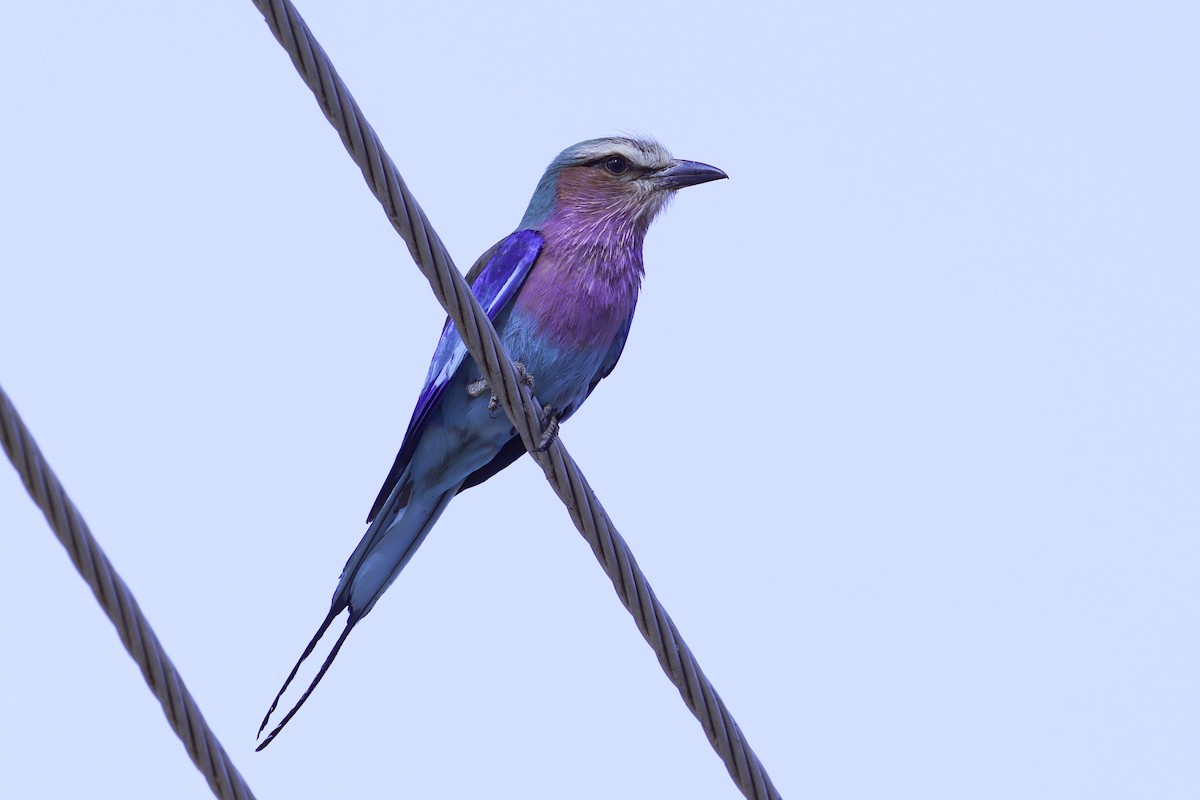 Lilac-breasted Roller - ML647121364