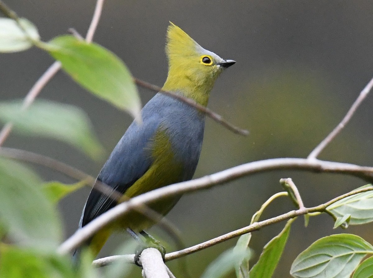 Long-tailed Silky-flycatcher - ML647121380