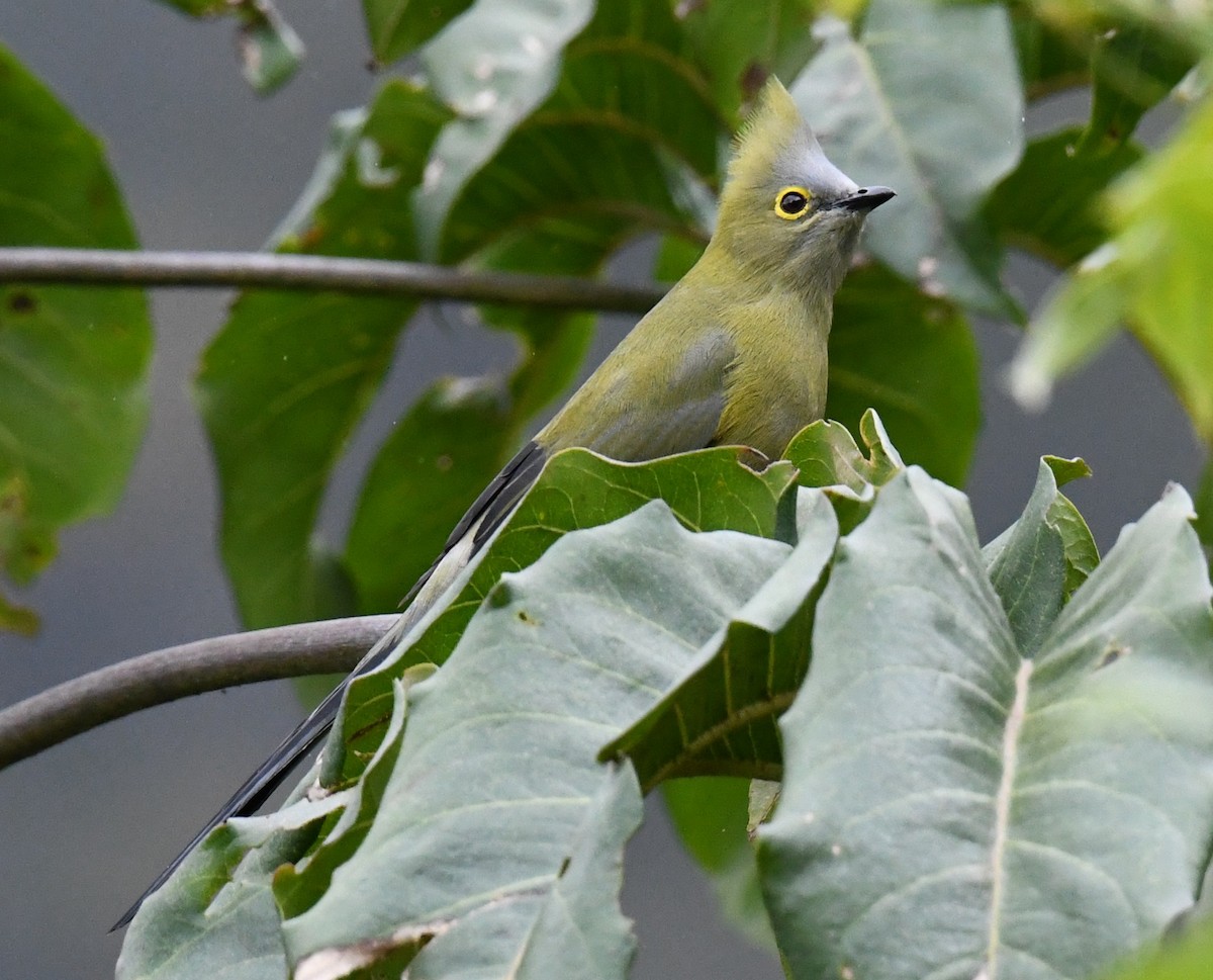 Long-tailed Silky-flycatcher - ML647121381
