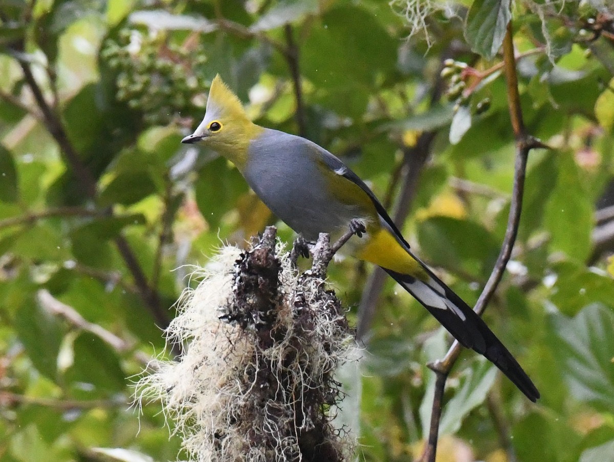 Long-tailed Silky-flycatcher - ML647121382