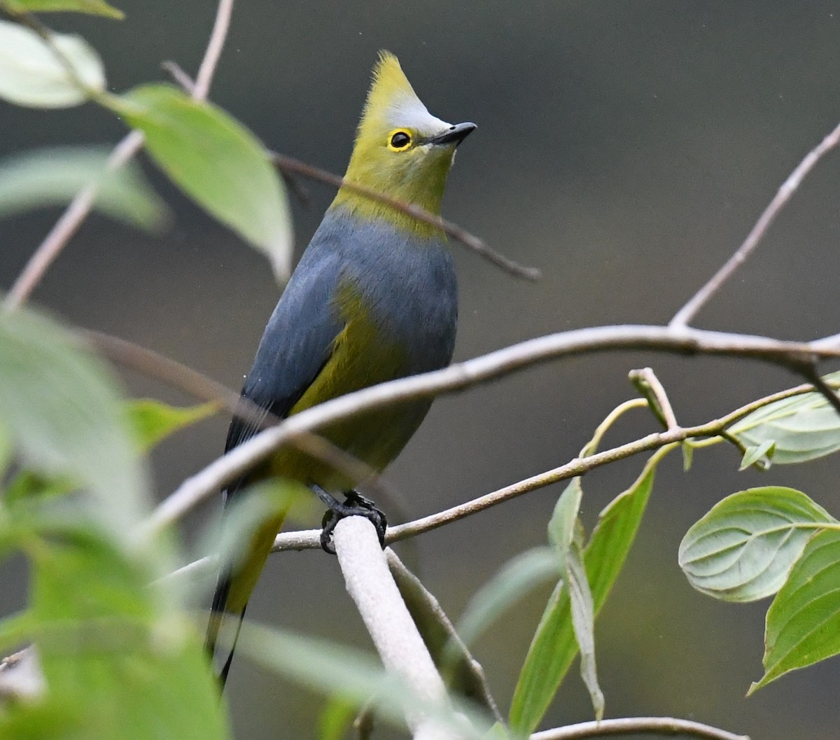 Long-tailed Silky-flycatcher - ML647121383