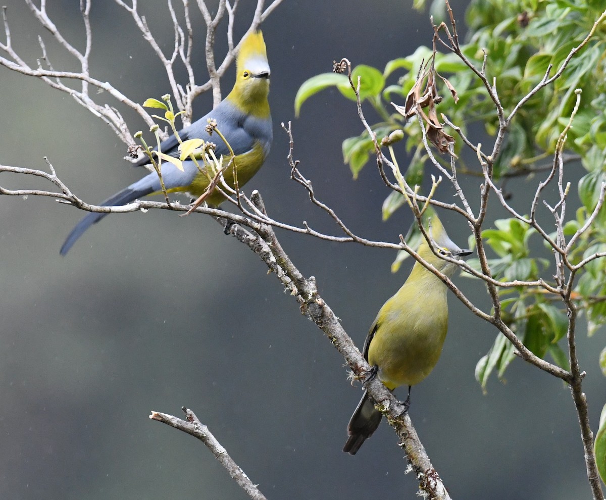Long-tailed Silky-flycatcher - ML647121384