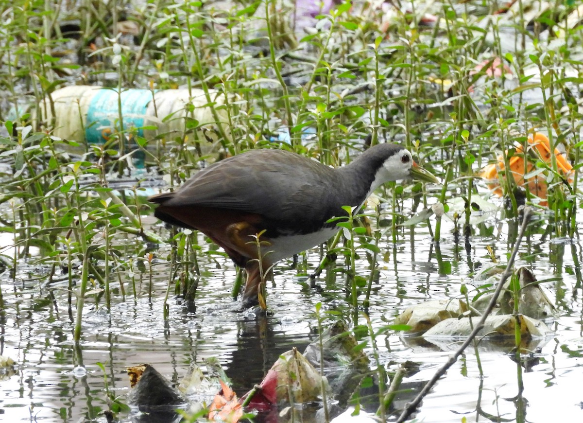 White-breasted Waterhen - ML647121391