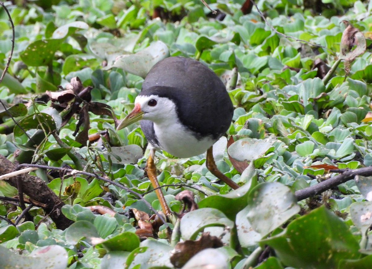 White-breasted Waterhen - ML647121392