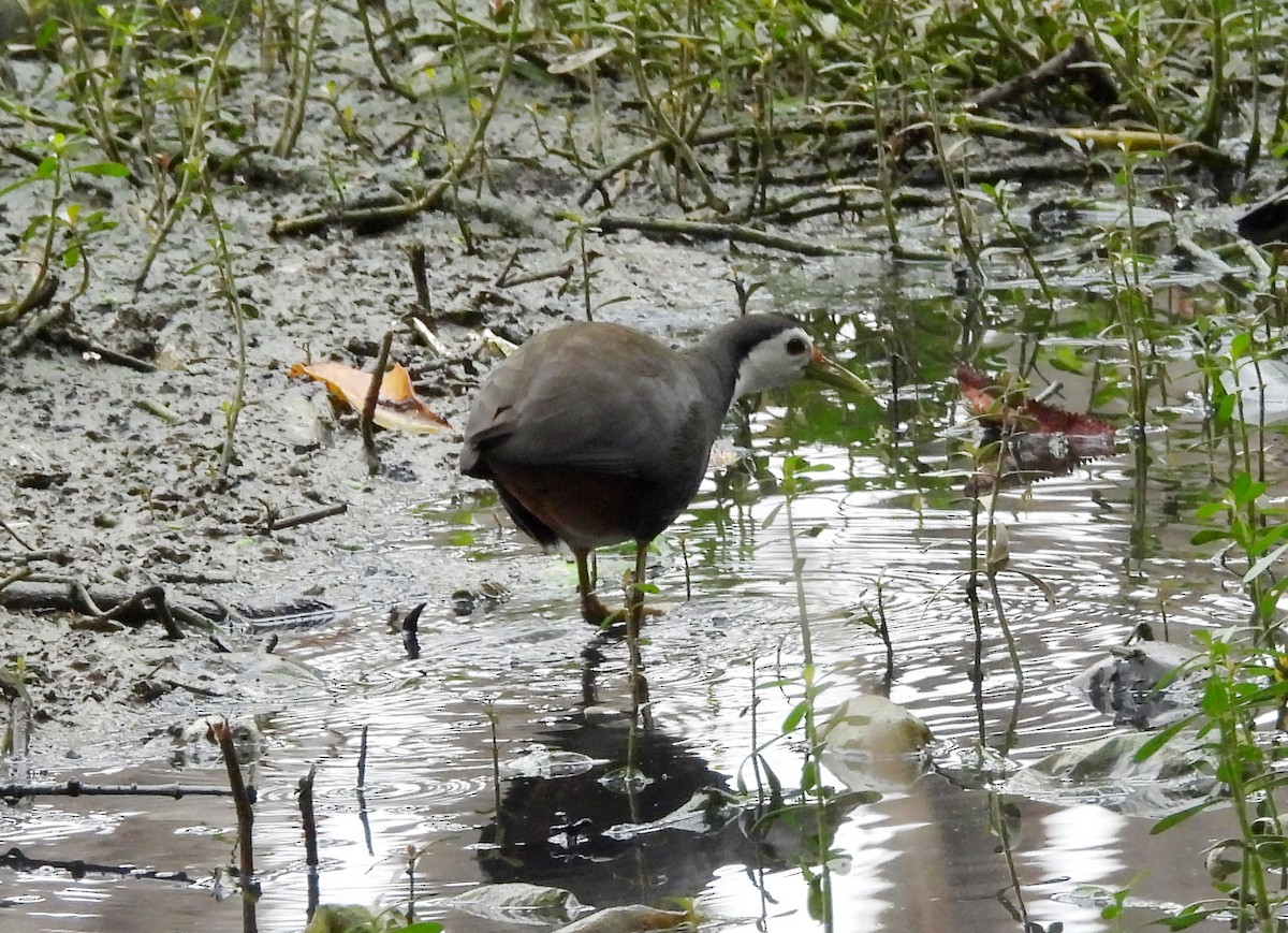 White-breasted Waterhen - ML647121393