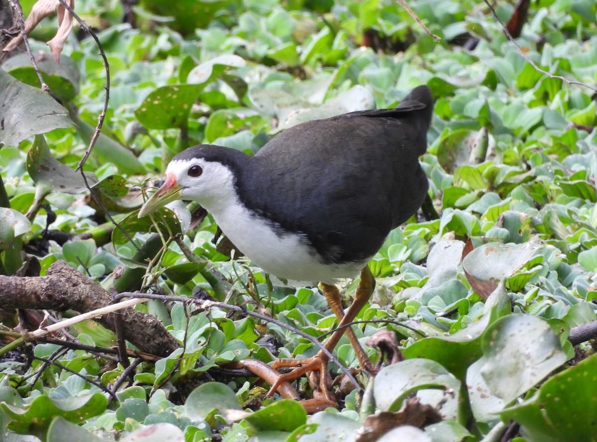 White-breasted Waterhen - ML647121394