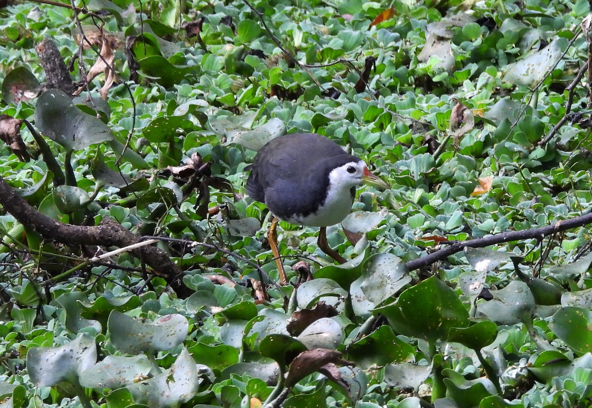 White-breasted Waterhen - ML647121395
