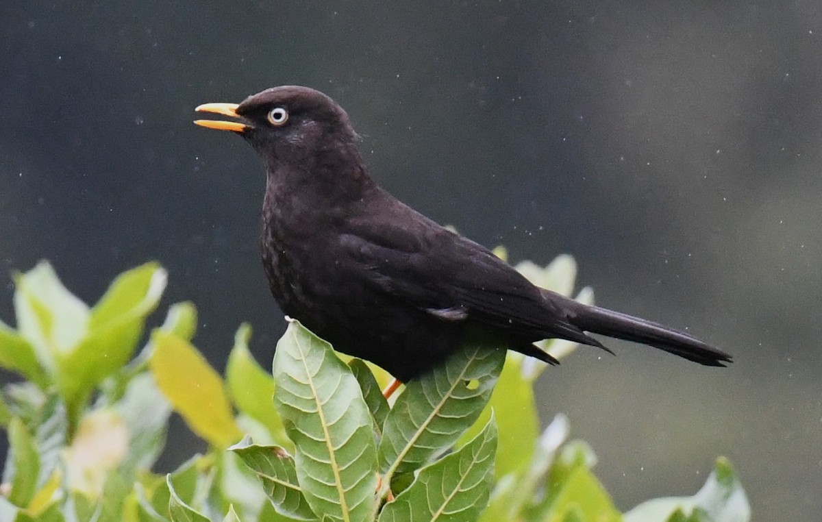 Sooty Thrush - ML647121396