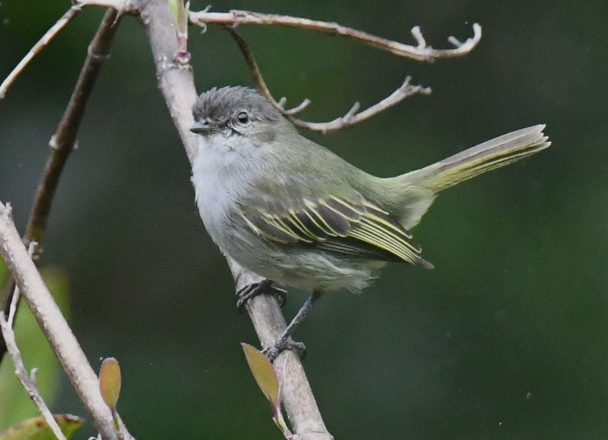 Mistletoe Tyrannulet - ML647121399