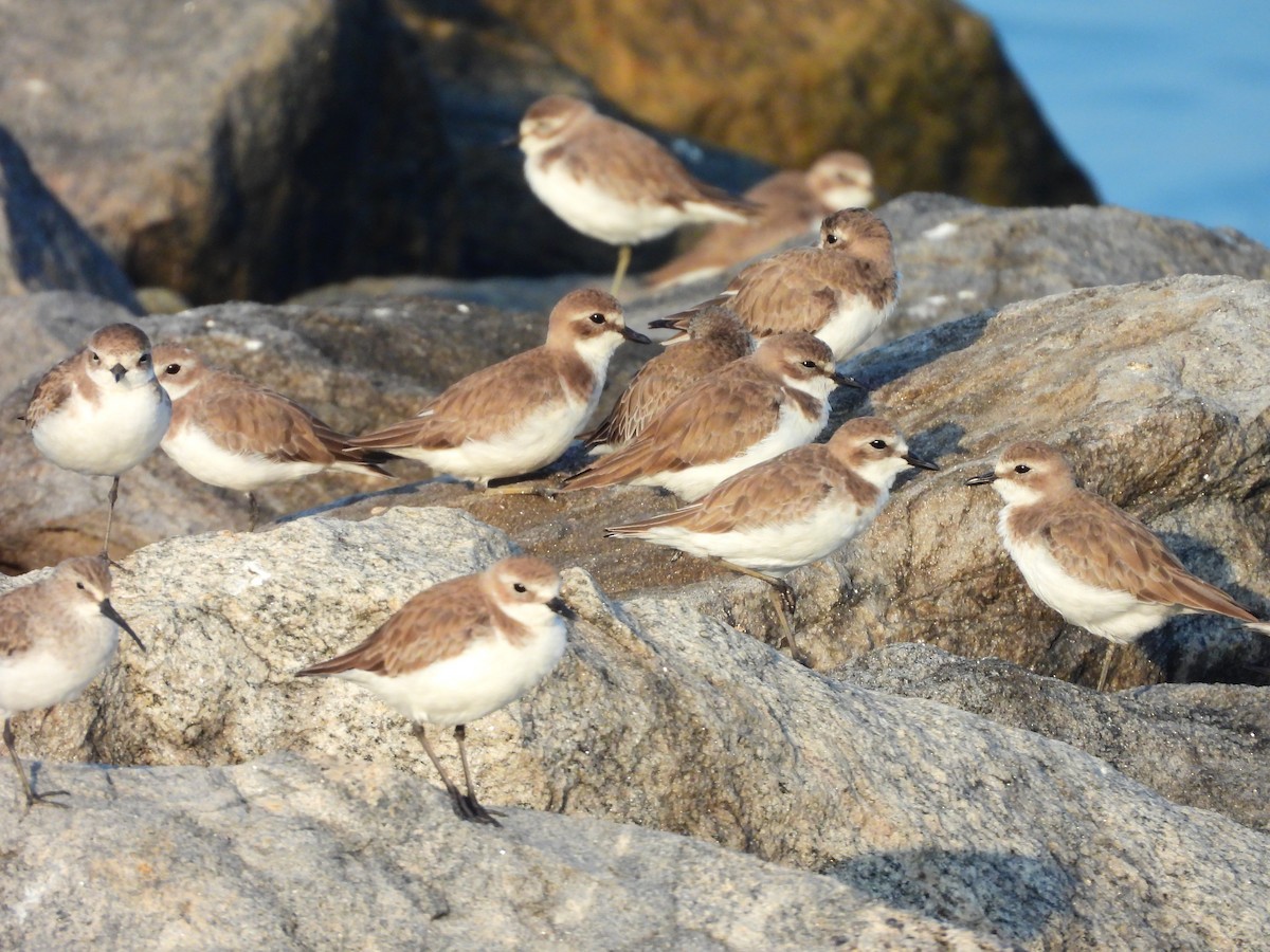 Tibetan Sand-Plover - ML647121403