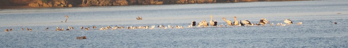 Masked Lapwing - ML647121407