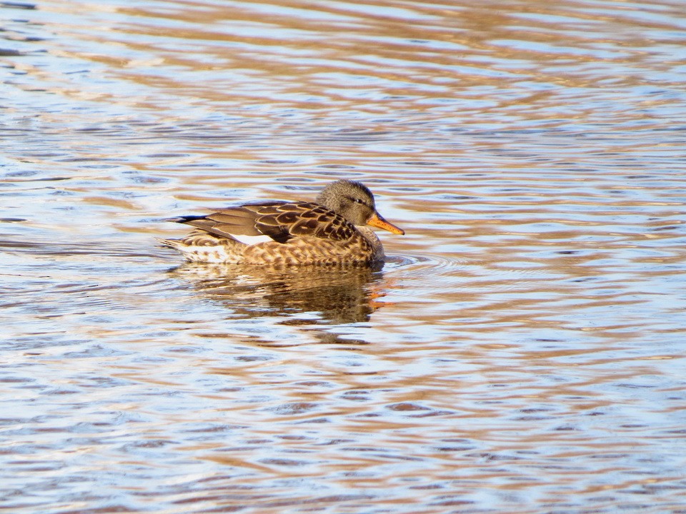 Серая утка - ML647121424