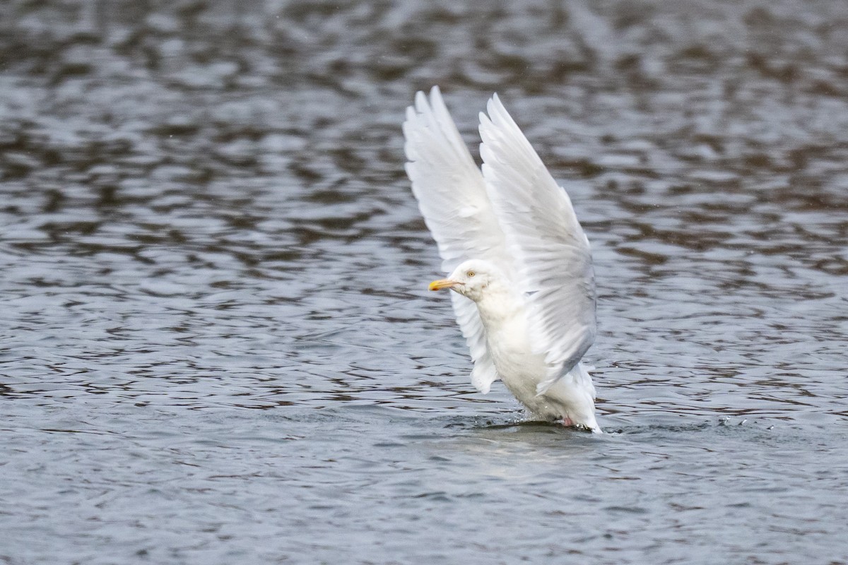 Бургомистр - ML647121425