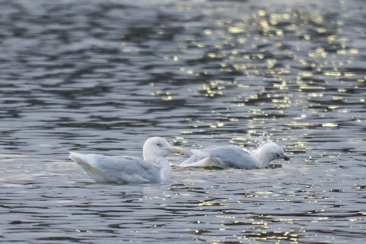 Бургомистр - ML647121426