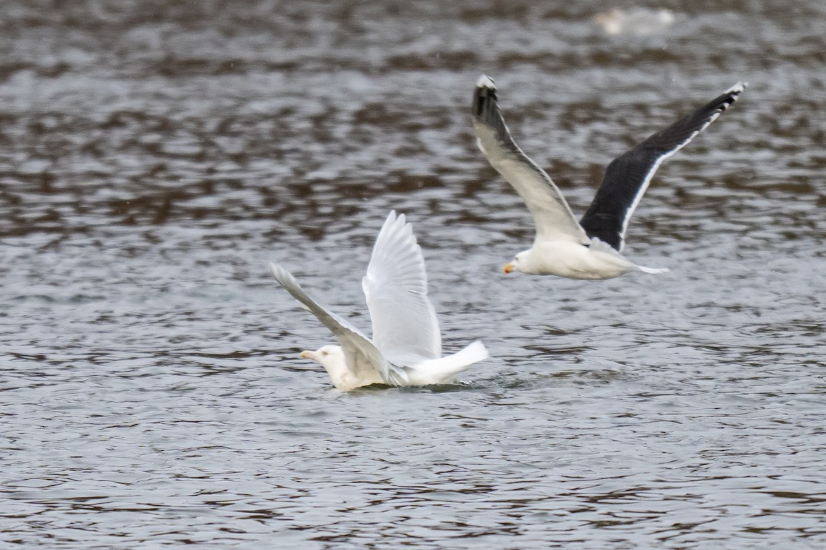 Бургомистр - ML647121427