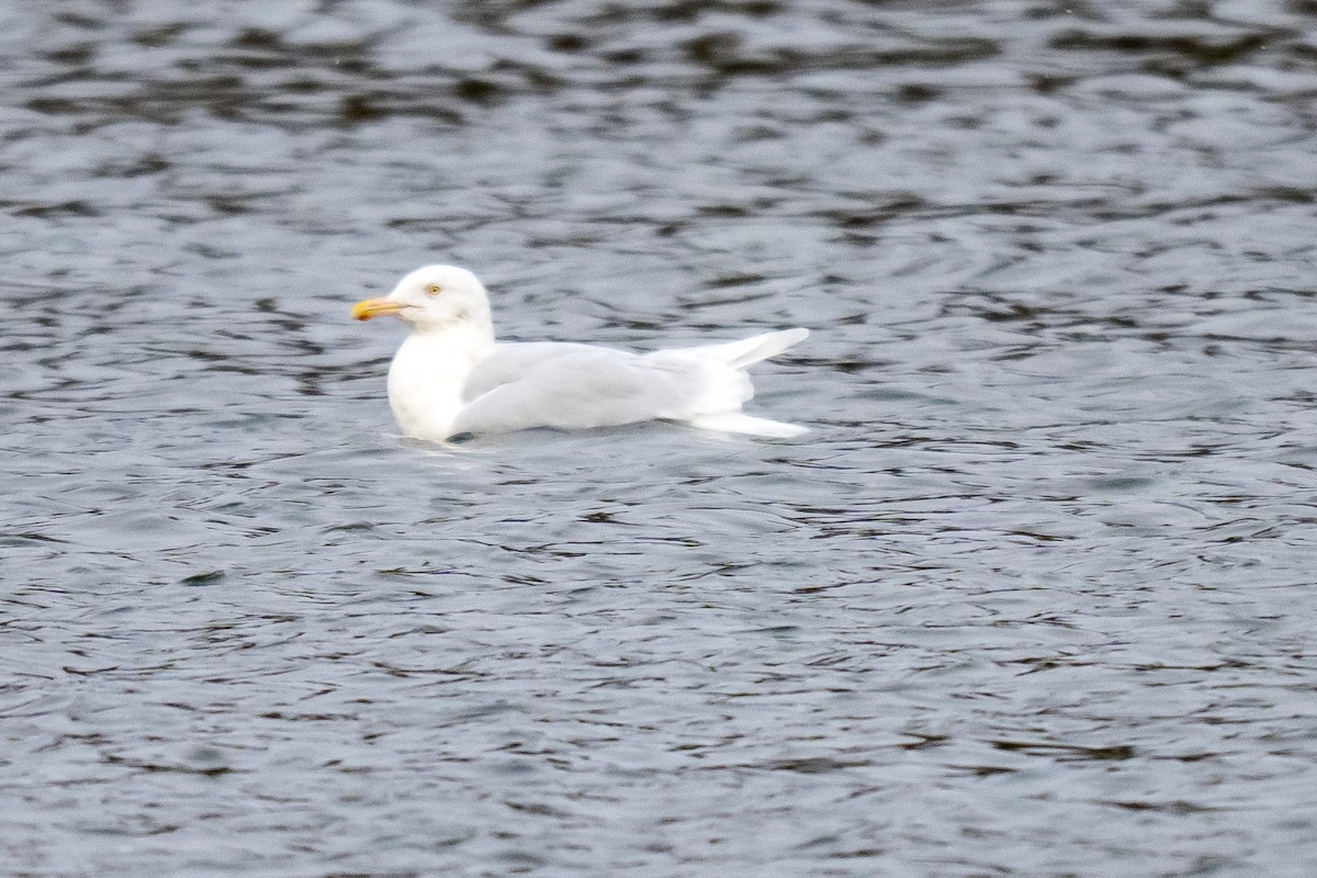 Бургомистр - ML647121428