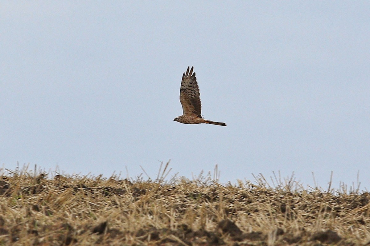Montagu's Harrier - ML647121429