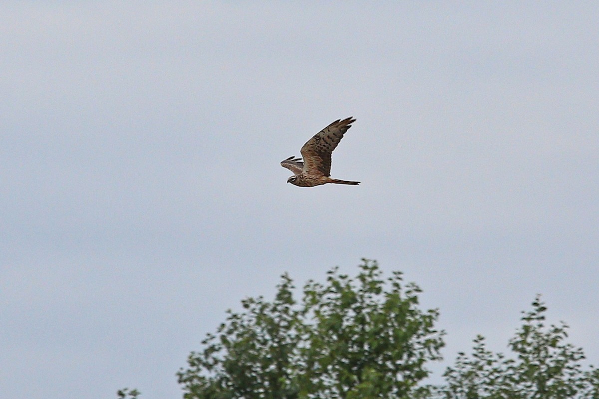 Montagu's Harrier - ML647121431
