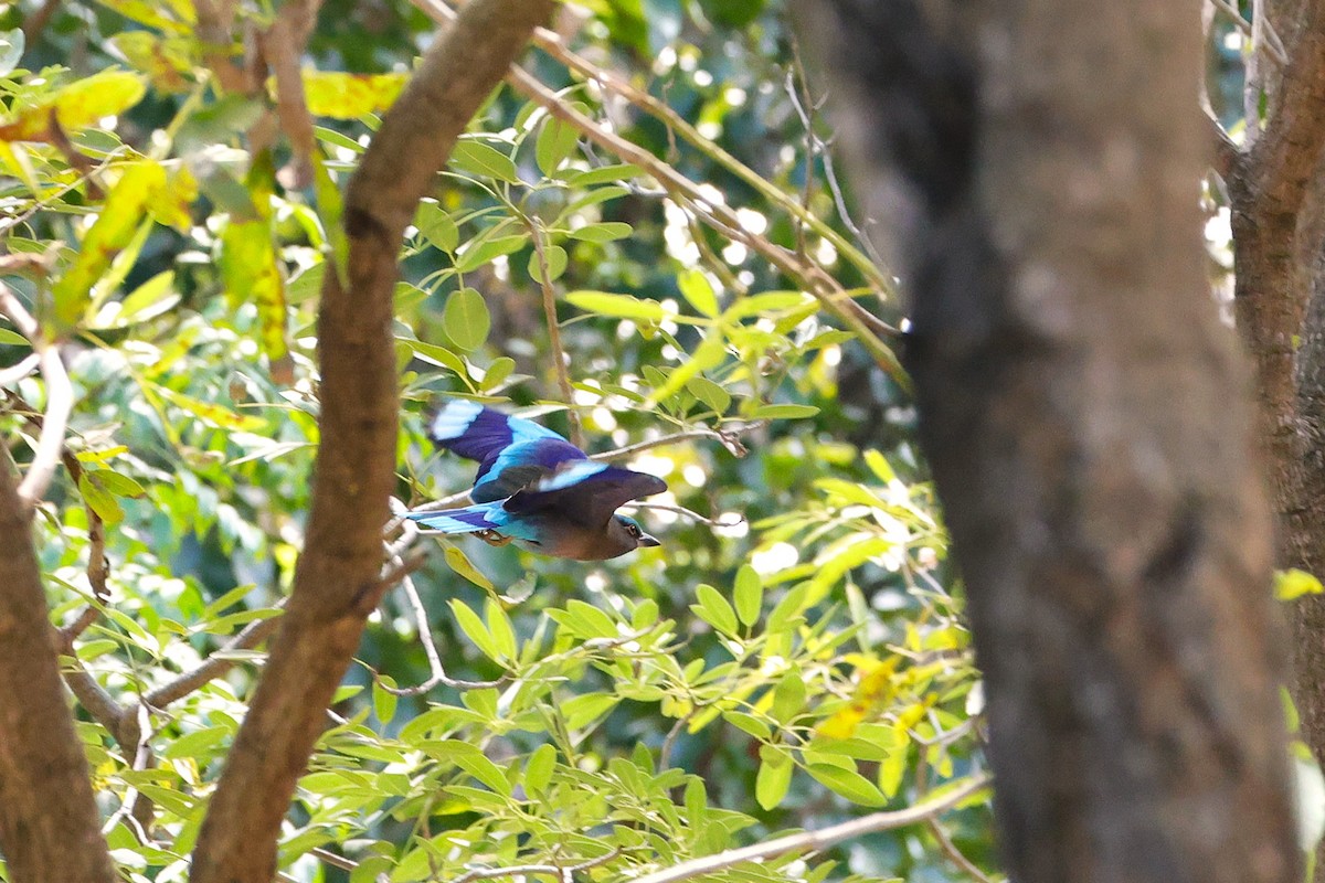 Indochinese Roller - ML647121433