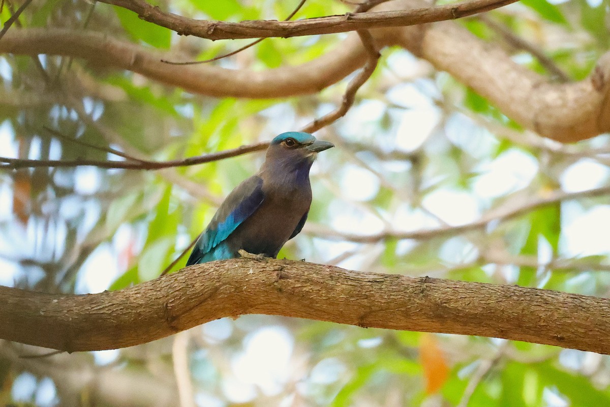 Indochinese Roller - ML647121434