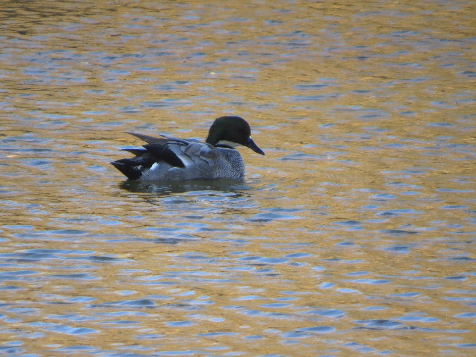 ヨシガモ - ML647121435