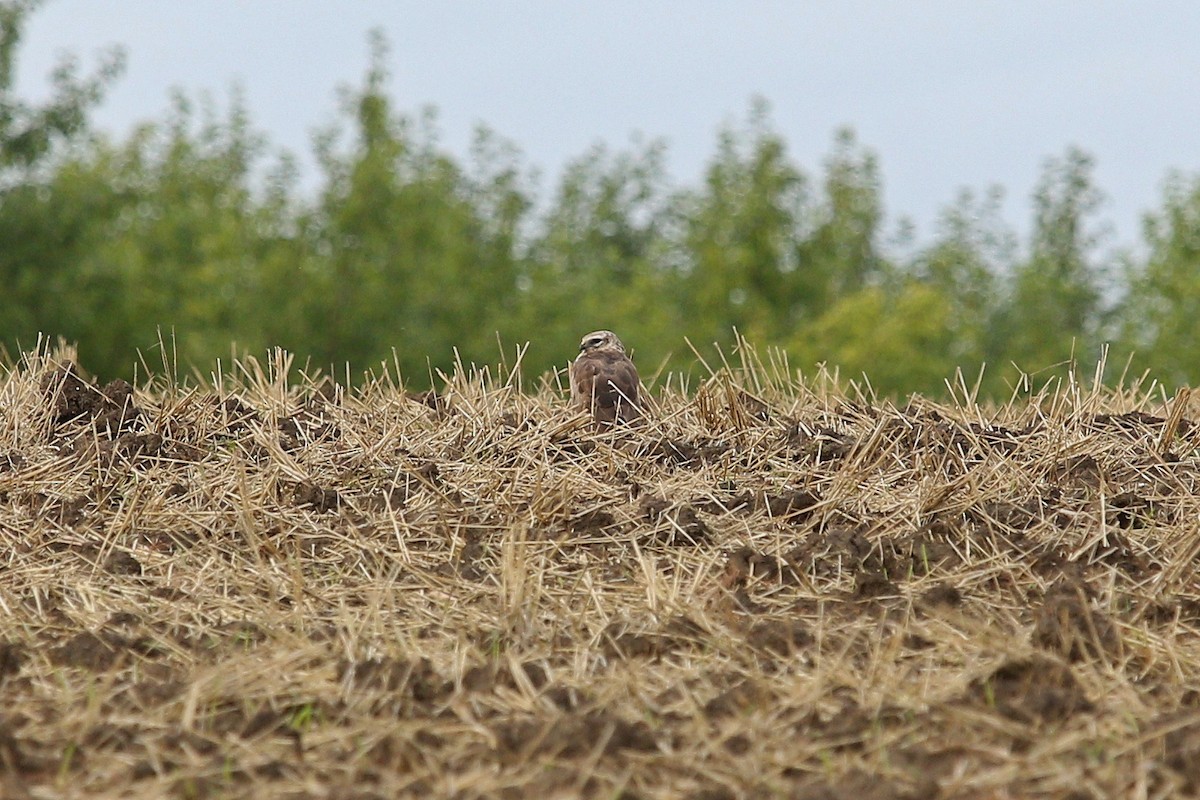 Montagu's Harrier - ML647121436