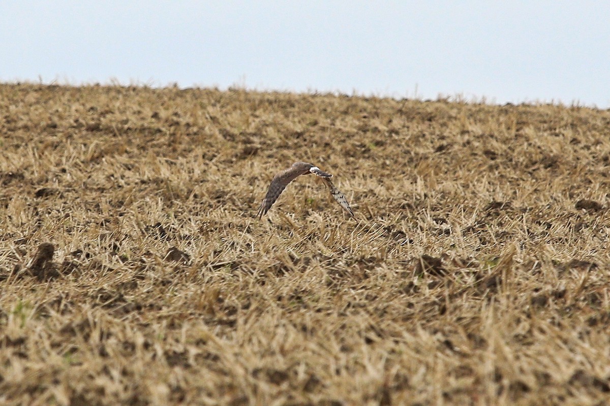 Montagu's Harrier - ML647121443